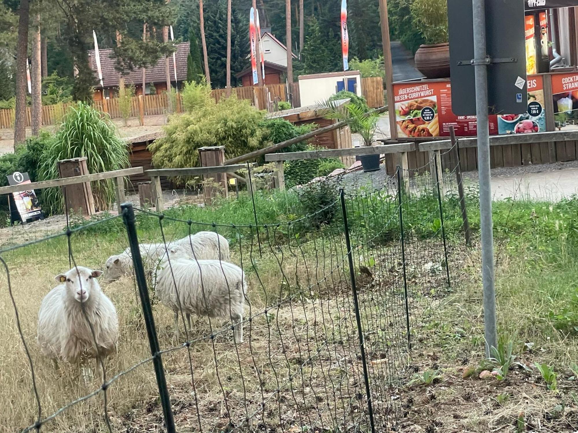 Strandhotel Weisser Berg Neustadt am Rübenberge エクステリア 写真